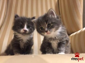 Ράτσα: Μαίην Κουν | Ηλικία: 3 μηνών | Φύλο: Θηλυκό | Αρ. Microchip: 903789038030082 | Ιδιώτης | Pedigree | Περιοχή: Αθήνα, Αττική